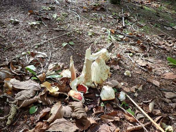 毒キノコを食べたのは誰？　監視カメラに映った『犯人の姿』が話題に　「食欲旺盛」「絵本の世界のよう」