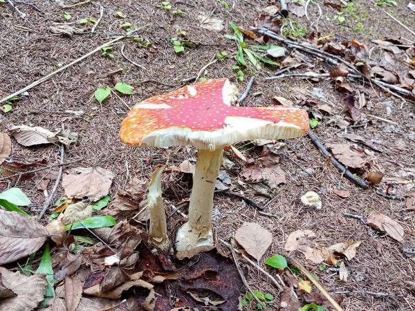 毒キノコを食べたのは誰？　監視カメラに映った『犯人の姿』が話題に　「食欲旺盛」「絵本の世界のよう」