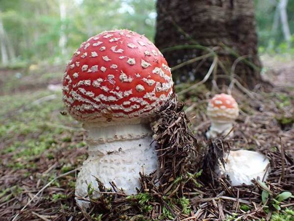 毒キノコを食べたのは誰？　監視カメラに映った『犯人の姿』が話題に　「食欲旺盛」「絵本の世界のよう」