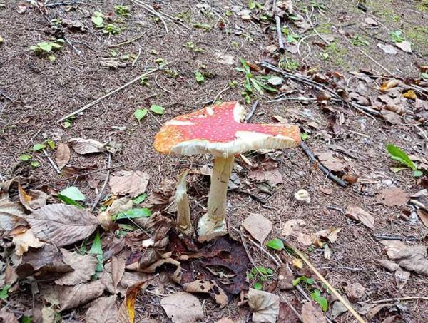 毒キノコを食べたのは誰？　監視カメラに映った『犯人の姿』が話題に　「食欲旺盛」「絵本の世界のよう」