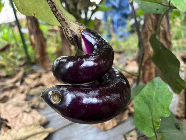 実ったナスの写真に、衝撃！　農家の投稿に「す、すごい」「ソレにしか見えん」