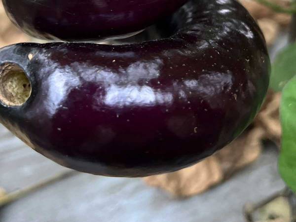 実ったナスの写真に、衝撃！　農家の投稿に「す、すごい」「ソレにしか見えん」