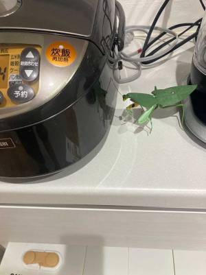 炊飯器の横にあったものに、ヒィッ…！　父親の『お願い』に「これは寿命縮むわ」