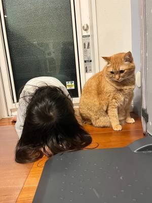 娘が渾身のモノマネを披露！　愛猫が困惑するその姿とは…？