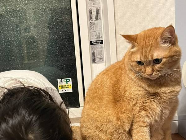 娘が渾身のモノマネを披露！　愛猫が困惑するその姿とは…？