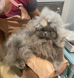 換毛期の猫に、抜けた体毛を乗せてみたら…「再現率高い」「まんざらでもなさそう」