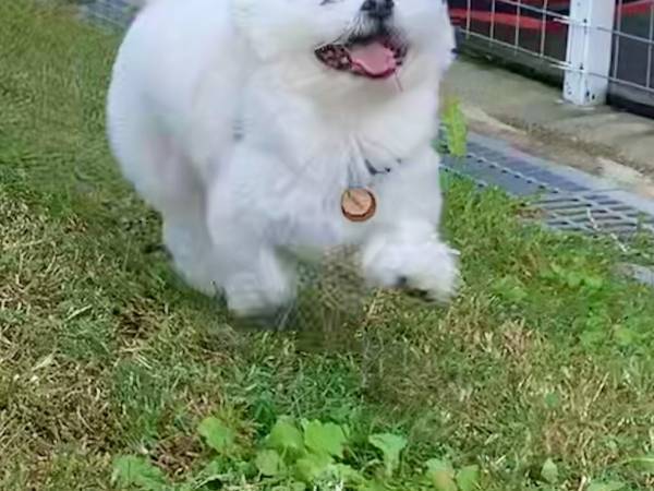 「楽しかったに違いない」　見る人が確信する犬の表情とは？