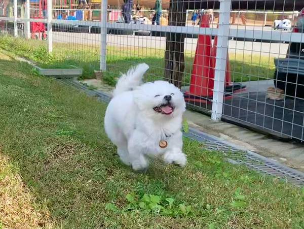 「楽しかったに違いない」　見る人が確信する犬の表情とは？