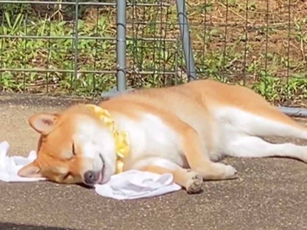 柴犬が枕の代わりにしたものは？　動画に「笑った」「さぞ気持ちよかろう」
