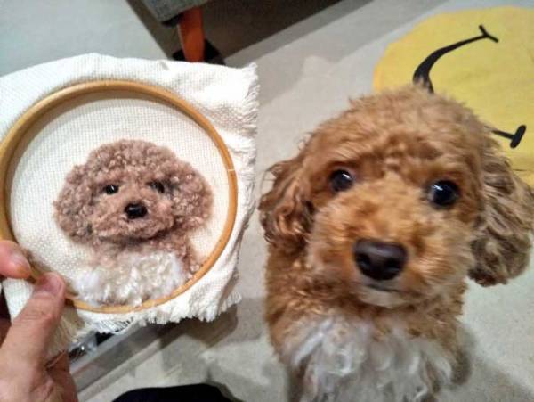 「気付かなかった」「違うの！？」　トイプードルお迎え３周年を記念して、飼い主が縫い物に挑戦