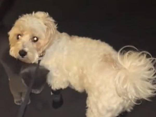 「こんなストーカーは初めて！」　女性の投稿に喜びの声「あなたは選ばれた」