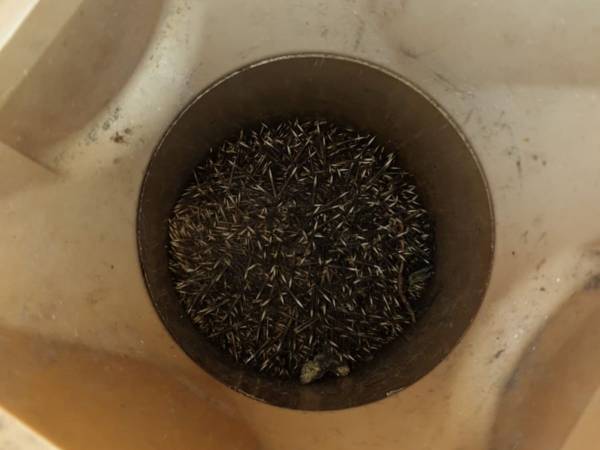 これは何だ？　排水管の中に詰まっていたのは…「恐ろしい」「よかったね」