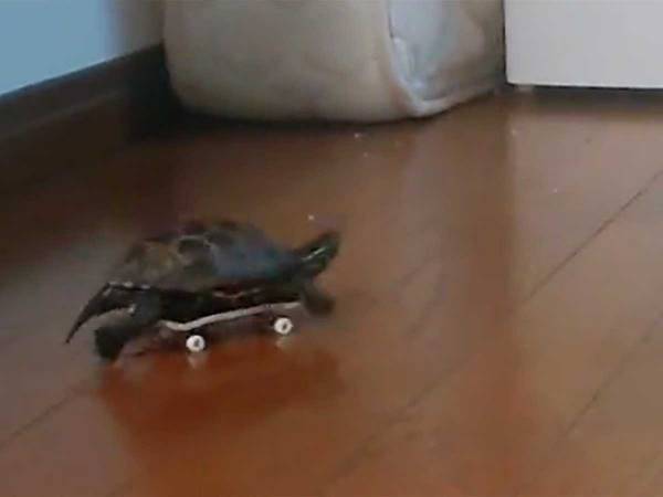 カメにスケボーを与えたら…　想像以上の光景に「お腹がよじれる」「ウサギに完全勝利」