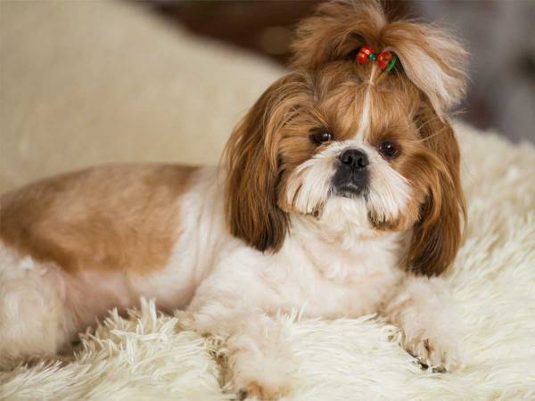 愛犬の隣で臭いおならをした女性　臭いに気付いた犬の『リアクション』に爆笑！