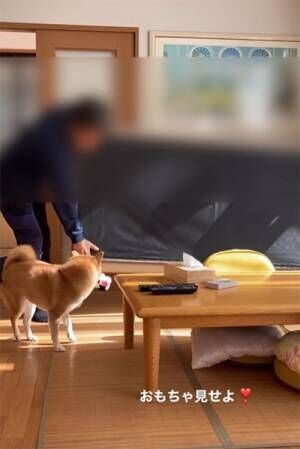 遊びたい柴犬と、家具を運ぶ配達員　動画に「仕事どころじゃなくなる」「最高です」