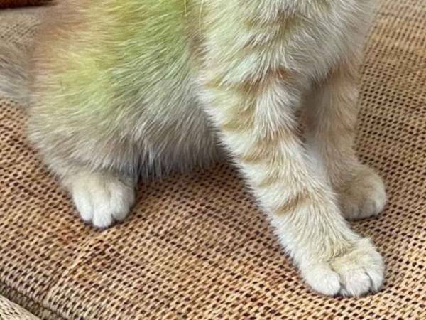 「なんて美しい猫！」　文具店の『看板猫』が一躍有名になったワケは…？