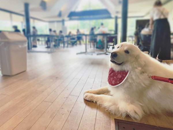 動物好きが殺到する福島のホテル　人気の理由に「癒される…」「もふもふ体験したい」