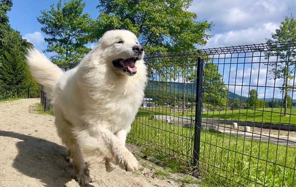 動物好きが殺到する福島のホテル　人気の理由に「癒される…」「もふもふ体験したい」