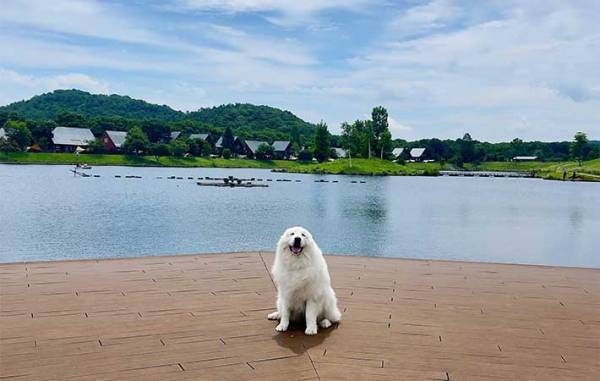 動物好きが殺到する福島のホテル　人気の理由に「癒される…」「もふもふ体験したい」