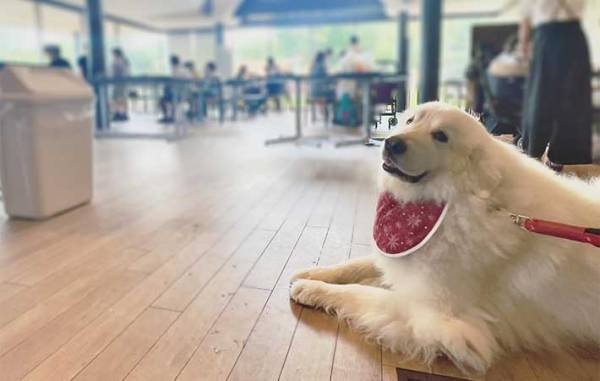 動物好きが殺到する福島のホテル　人気の理由に「癒される…」「もふもふ体験したい」