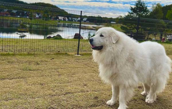 動物好きが殺到する福島のホテル　人気の理由に「癒される…」「もふもふ体験したい」