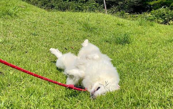 動物好きが殺到する福島のホテル　人気の理由に「癒される…」「もふもふ体験したい」