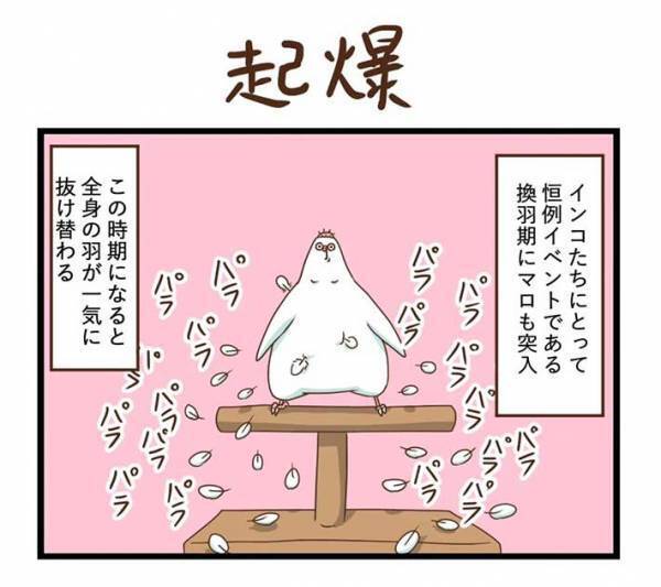 飼い主が愛鳥の『カゴ』を見て驚いたワケとは？　「笑った」「インコあるある」