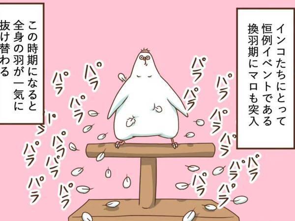 飼い主が愛鳥の『カゴ』を見て驚いたワケとは？　「笑った」「インコあるある」