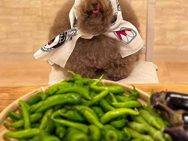 手ぬぐいが似合いすぎるトイプードル　その至福の表情に「愛しい」「最高に幸せの顔」