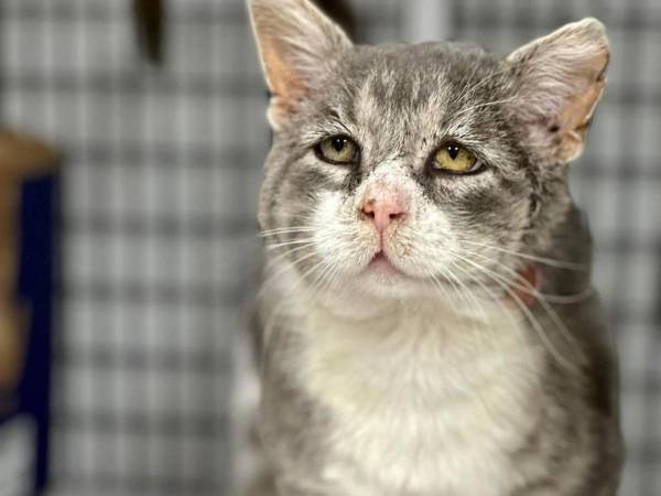 悲しそうな顔の保護猫　過酷な生活をしていたことが分かった『理由』とは…？