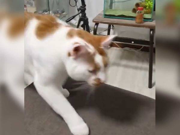 「ピョン！」と喋る猫に１１万人が『いいね』　動画に「笑った」「想像以上だった」