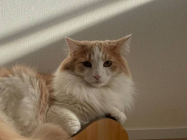 爪とぎの上に寝そべる猫　その姿を見た飼い主が『あるミス』に気付く