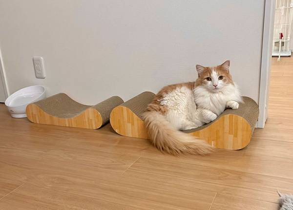 爪とぎの上に寝そべる猫　その姿を見た飼い主が『あるミス』に気付く