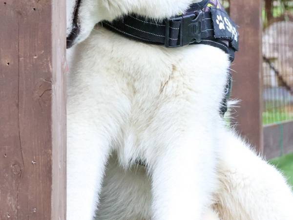 飼い主に怒られたシベリアンハスキー　反応に「露骨で笑った」「ごめん爆笑」