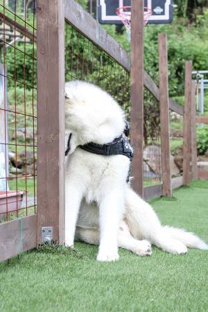 飼い主に怒られたシベリアンハスキー　反応に「露骨で笑った」「ごめん爆笑」