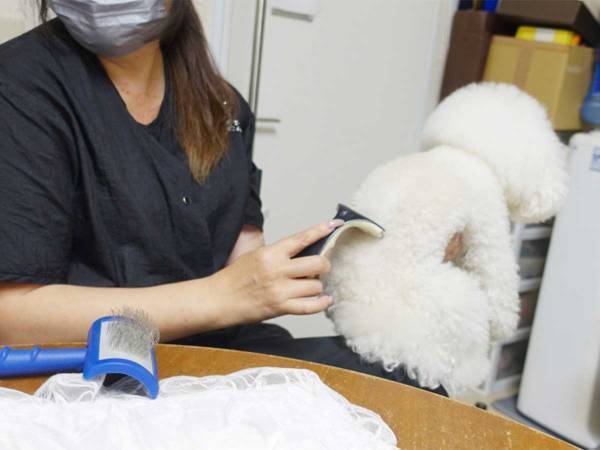 プロトリマーお勧め！　犬の抜け毛対策で活躍するブラシが、全部ほしくなる便利さ