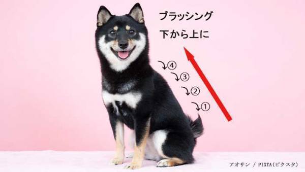 プロトリマーお勧め！　犬の抜け毛対策で活躍するブラシが、全部ほしくなる便利さ