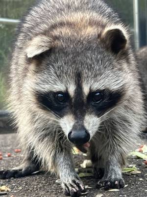 動植物園が『アライグマについての質問』を公開　飼育員の返答に「マジかよ！」