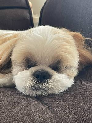 飼い主「ハロウィンのカボチャと同じ目しとる」　投稿した愛犬の寝顔とは？