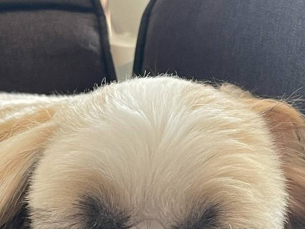 飼い主「ハロウィンのカボチャと同じ目しとる」　投稿した愛犬の寝顔とは？