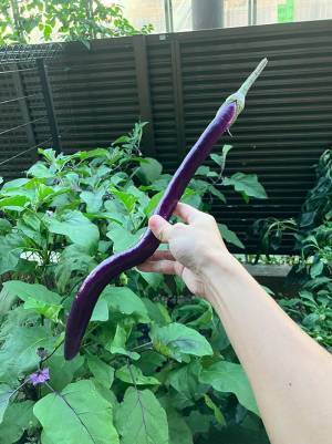 家庭菜園で「長いーッ！」　収穫した野菜に「武器っぽい」「前世はウナギかな？」