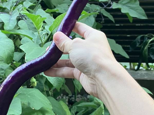 家庭菜園で「長いーッ！」　収穫した野菜に「武器っぽい」「前世はウナギかな？」