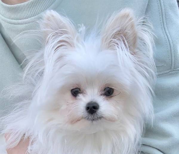 「ン～マッ！」　監視カメラに映った犬、『唇が人間』と話題に