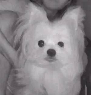 「ン～マッ！」　監視カメラに映った犬、『唇が人間』と話題に