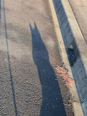 散歩中に思わず足を止めた飼い主　地面に映る影を見てみると…？