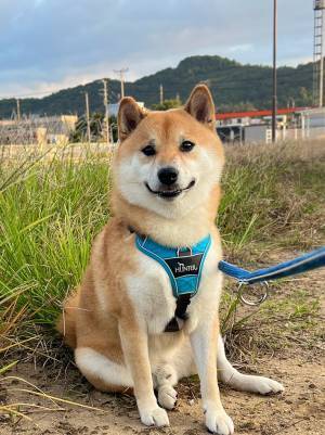 散歩中に思わず足を止めた飼い主　地面に映る影を見てみると…？