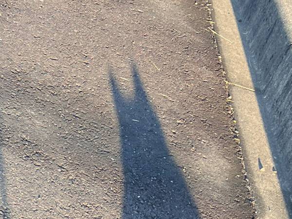 散歩中に思わず足を止めた飼い主　地面に映る影を見てみると…？