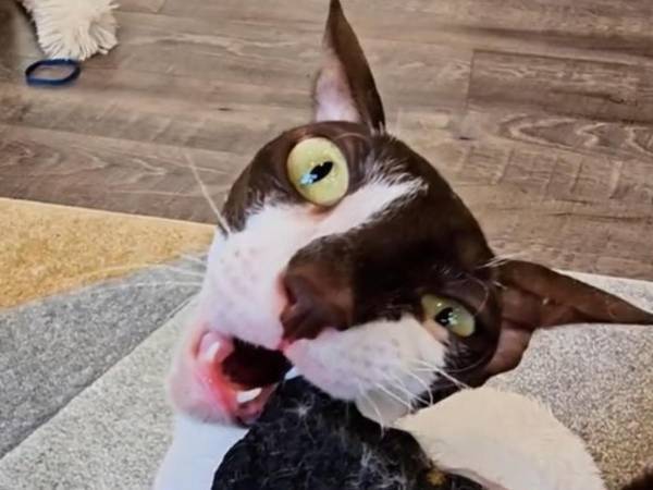 飼い主「うちの猫は変わっている」　理由が分かる動画がこちら「嬉しそう」「笑った」