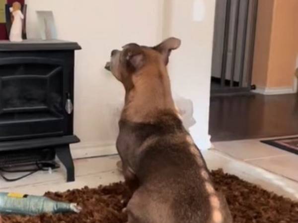 『あるもの』を見つめる犬　視線の先にあったのは…「この犬には見えている」