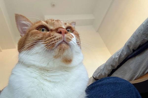 休日を満喫する飼い主と猫　違いが分かる写真に『いいね』集まる